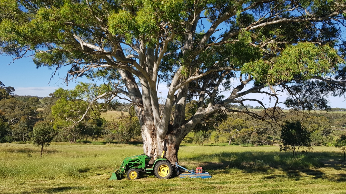 River red Gum